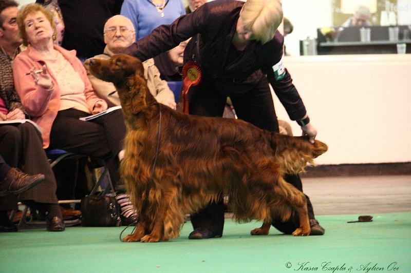 Crufts2011_2 178.jpg